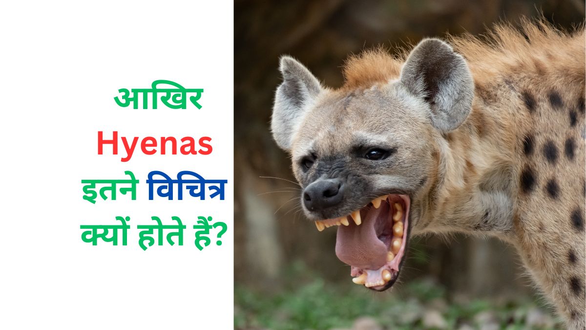 30 Facts About Hyenas
