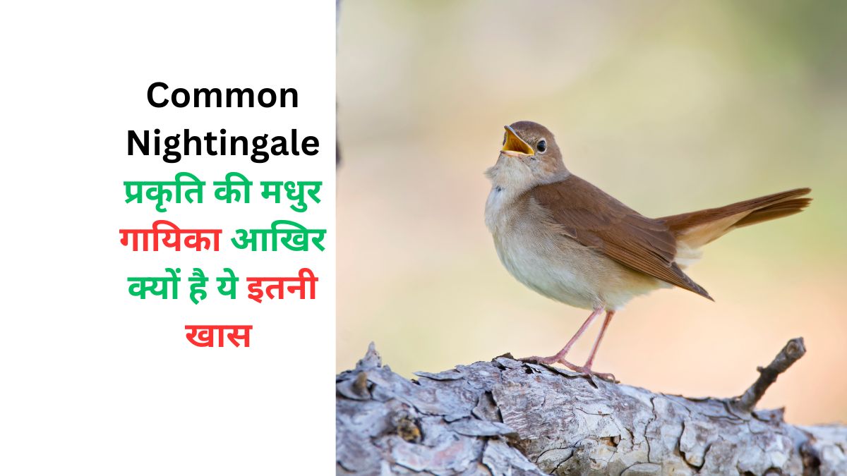 Common Nightingale