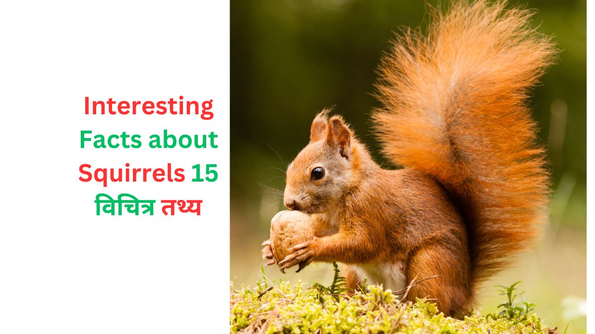 Interesting Facts about Squirrels
