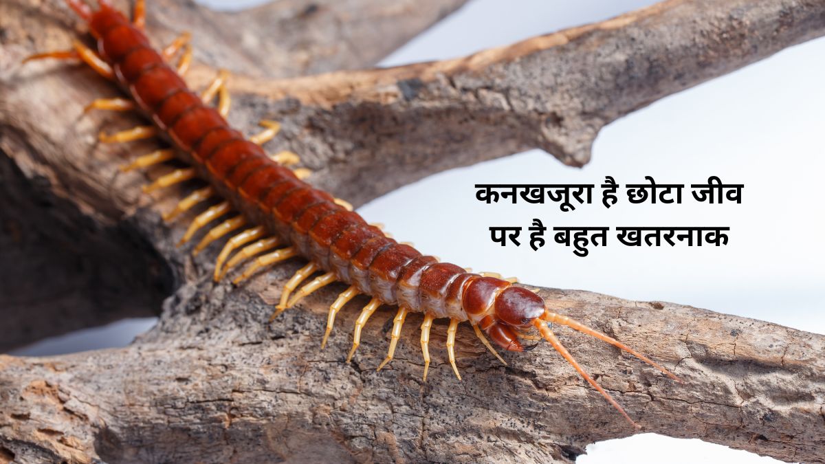 Centipede
